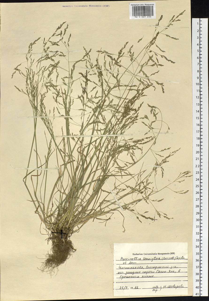 Puccinellia tenuiflora (Griseb.) Scribn. & Merr., Siberia, Baikal & Transbaikal region (S4) (Russia)