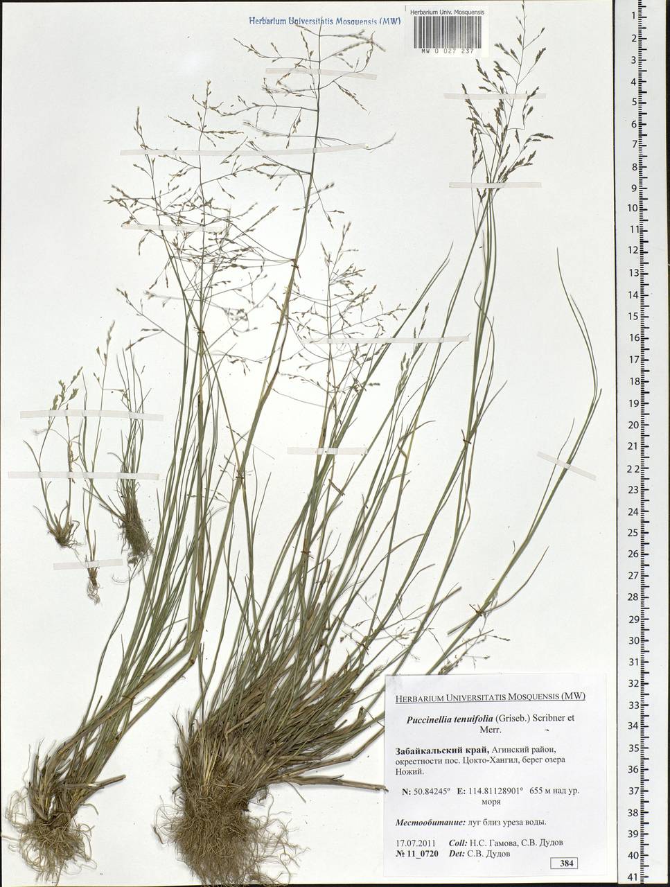 Puccinellia tenuiflora (Griseb.) Scribn. & Merr., Siberia, Baikal & Transbaikal region (S4) (Russia)