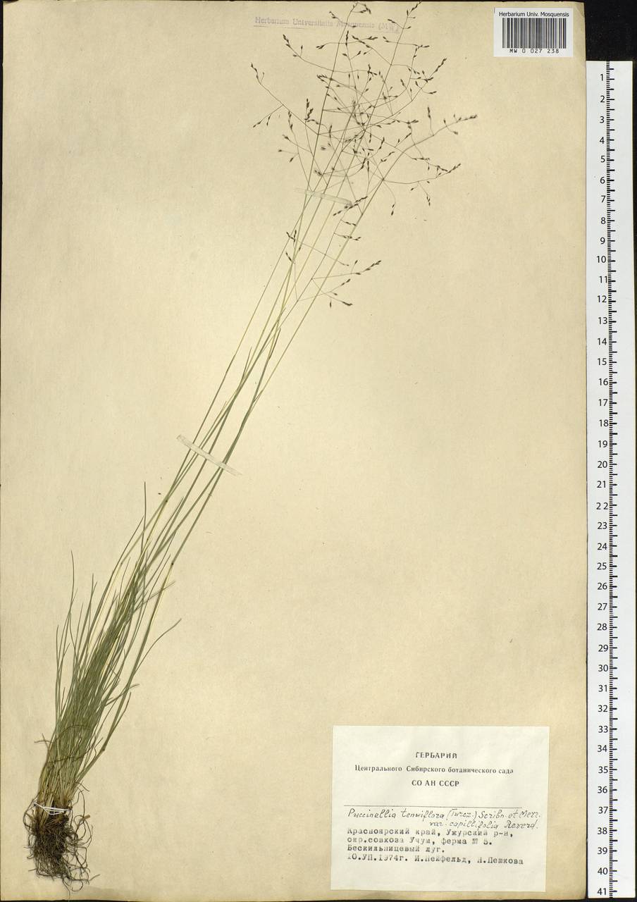 Puccinellia tenuiflora (Griseb.) Scribn. & Merr., Siberia, Altai & Sayany Mountains (S2) (Russia)