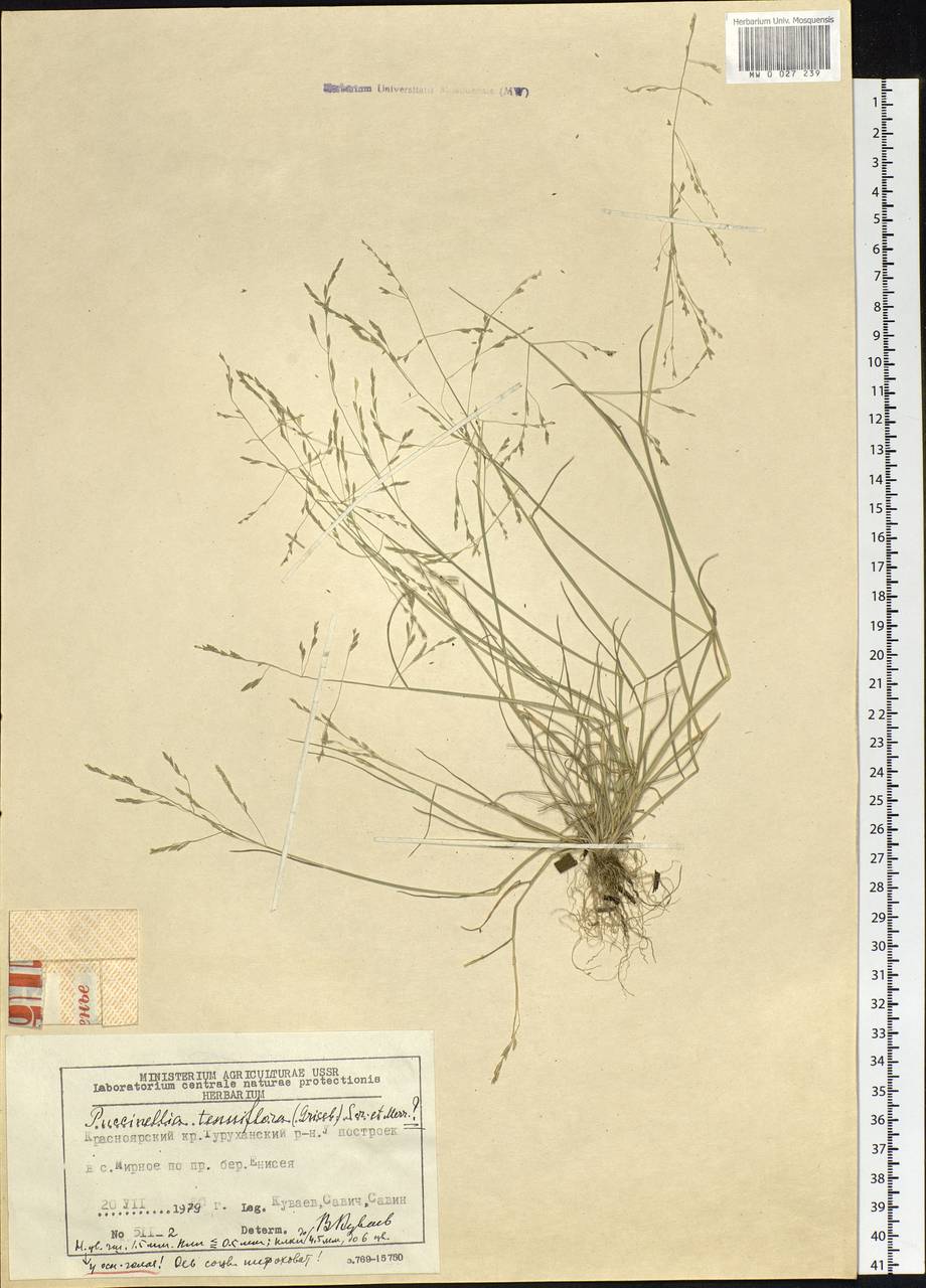 Puccinellia tenuiflora (Griseb.) Scribn. & Merr., Siberia, Central Siberia (S3) (Russia)