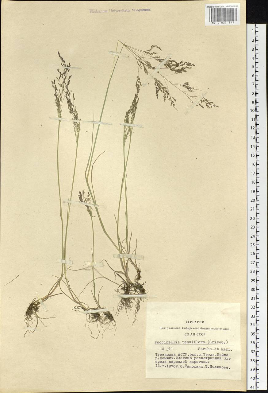 Puccinellia tenuiflora (Griseb.) Scribn. & Merr., Siberia, Altai & Sayany Mountains (S2) (Russia)