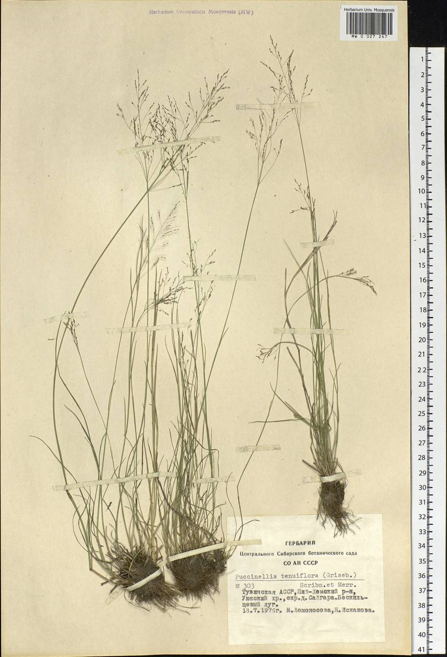 Puccinellia tenuiflora (Griseb.) Scribn. & Merr., Siberia, Altai & Sayany Mountains (S2) (Russia)