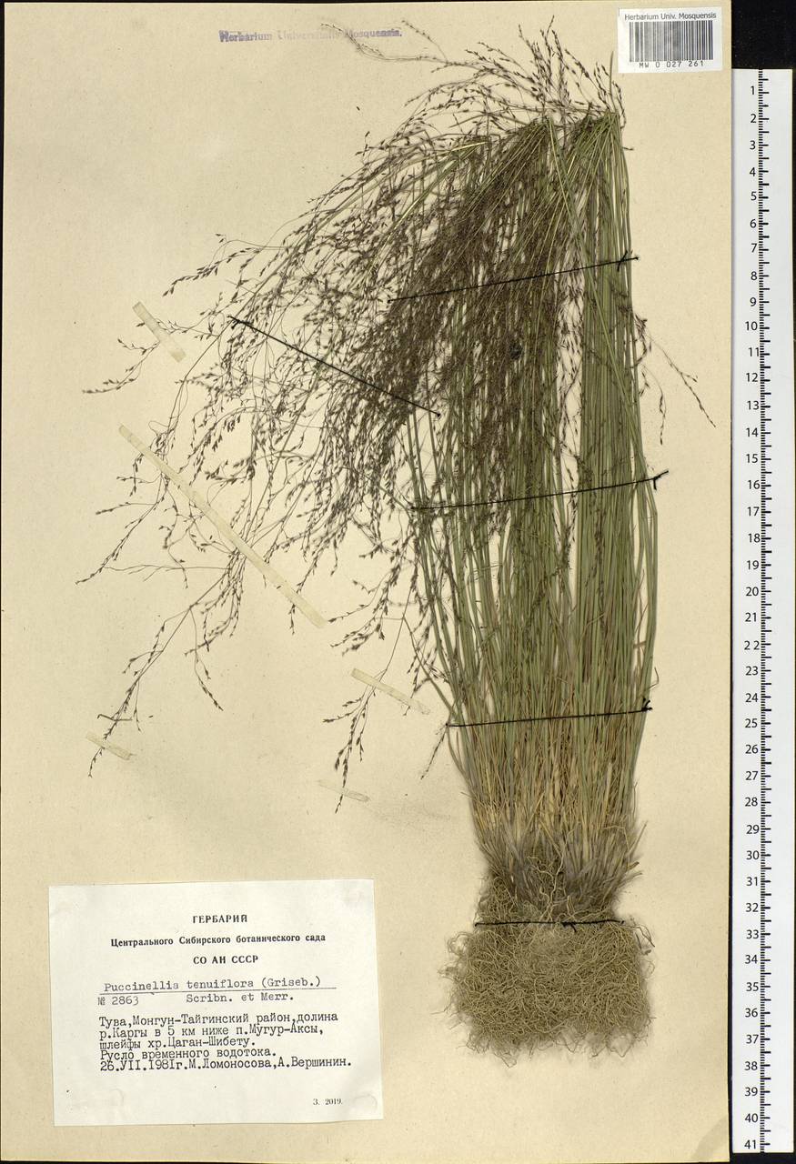 Puccinellia tenuiflora (Griseb.) Scribn. & Merr., Siberia, Altai & Sayany Mountains (S2) (Russia)
