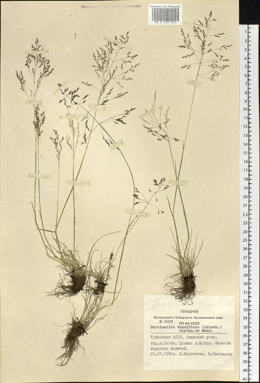 Puccinellia tenuiflora (Griseb.) Scribn. & Merr., Siberia, Altai & Sayany Mountains (S2) (Russia)