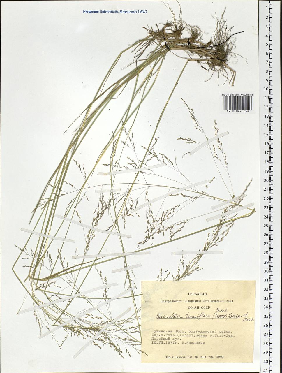 Puccinellia tenuiflora (Griseb.) Scribn. & Merr., Siberia, Altai & Sayany Mountains (S2) (Russia)