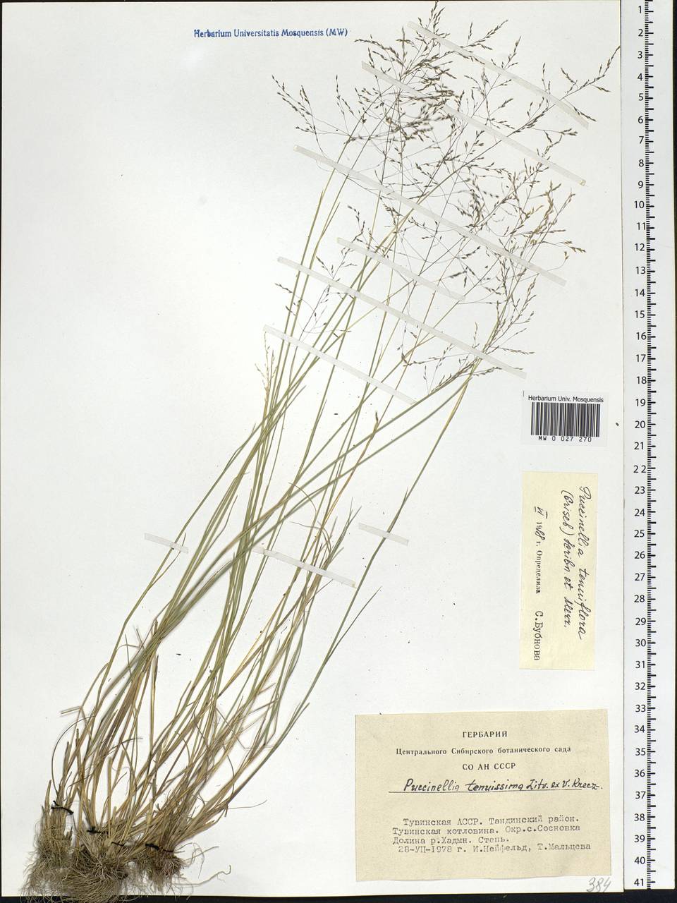 Puccinellia tenuiflora (Griseb.) Scribn. & Merr., Siberia, Altai & Sayany Mountains (S2) (Russia)