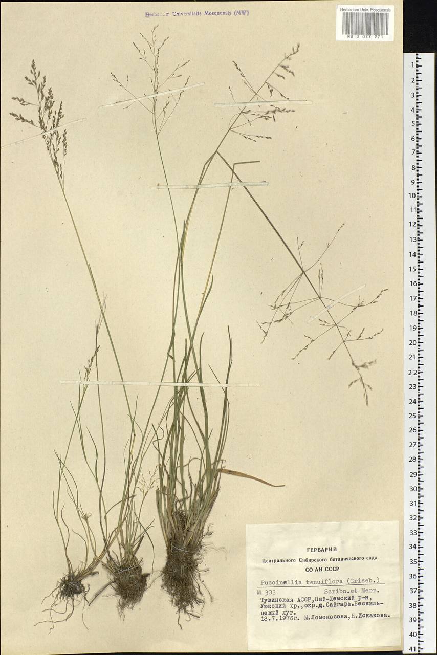 Puccinellia tenuiflora (Griseb.) Scribn. & Merr., Siberia, Altai & Sayany Mountains (S2) (Russia)