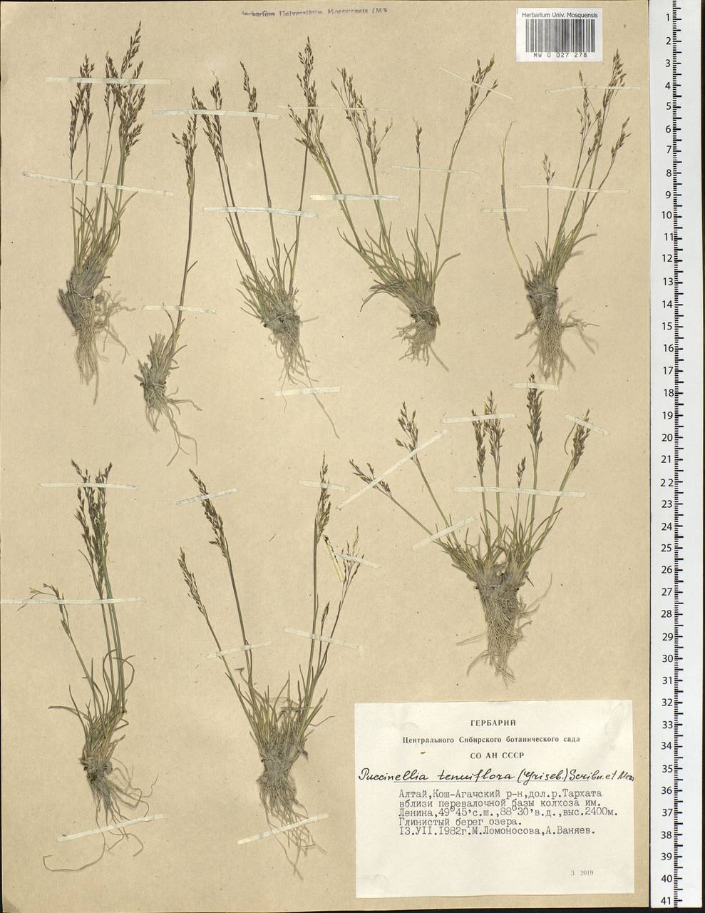 Puccinellia tenuiflora (Griseb.) Scribn. & Merr., Siberia, Altai & Sayany Mountains (S2) (Russia)