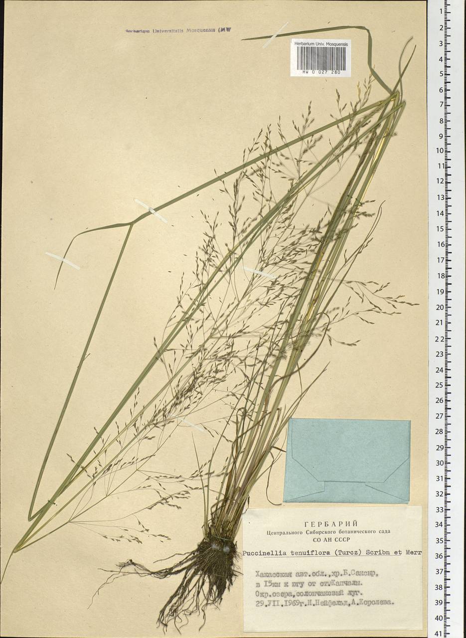 Puccinellia tenuiflora (Griseb.) Scribn. & Merr., Siberia, Altai & Sayany Mountains (S2) (Russia)