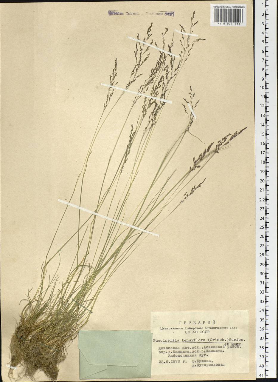 Puccinellia tenuiflora (Griseb.) Scribn. & Merr., Siberia, Altai & Sayany Mountains (S2) (Russia)