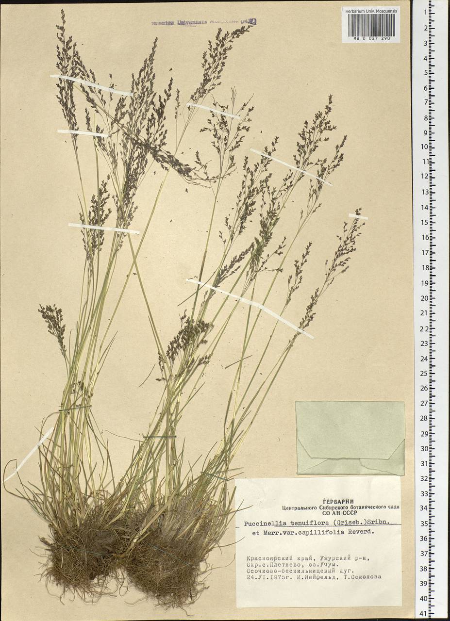 Puccinellia tenuiflora (Griseb.) Scribn. & Merr., Siberia, Altai & Sayany Mountains (S2) (Russia)