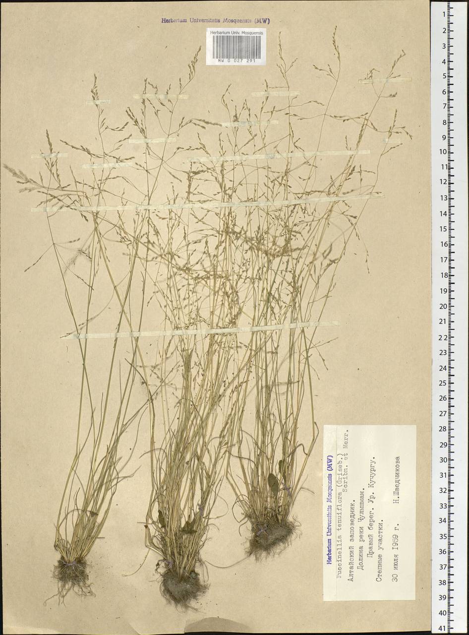 Puccinellia tenuiflora (Griseb.) Scribn. & Merr., Siberia, Altai & Sayany Mountains (S2) (Russia)