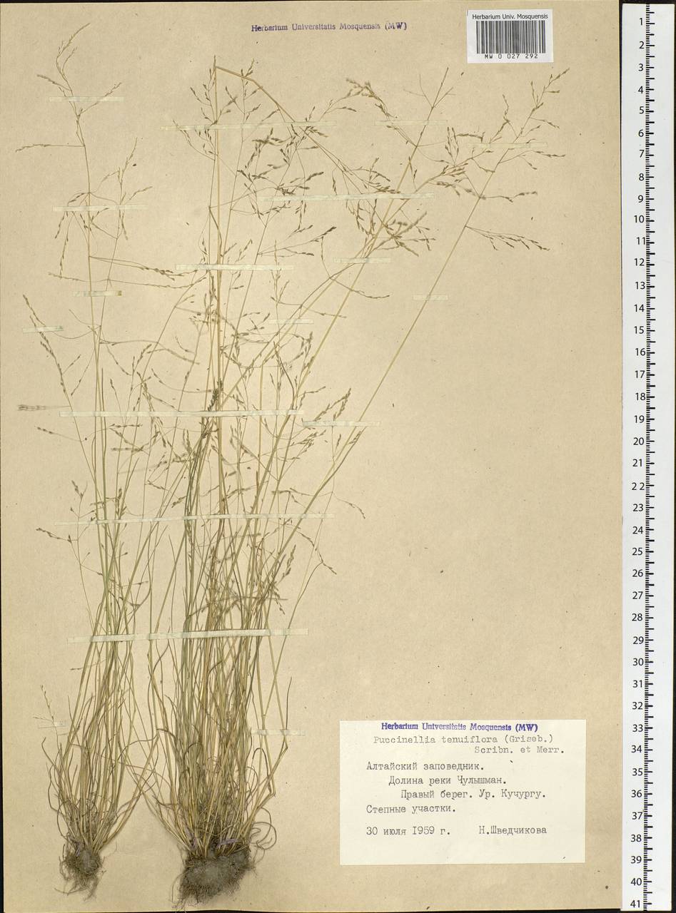 Puccinellia tenuiflora (Griseb.) Scribn. & Merr., Siberia, Altai & Sayany Mountains (S2) (Russia)