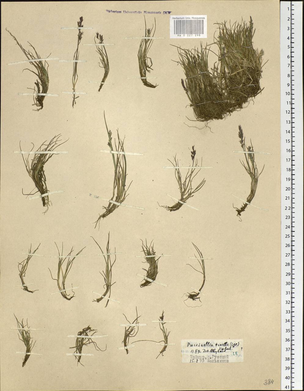 Puccinellia tenella (Lange) Holmb., Siberia, Central Siberia (S3) (Russia)