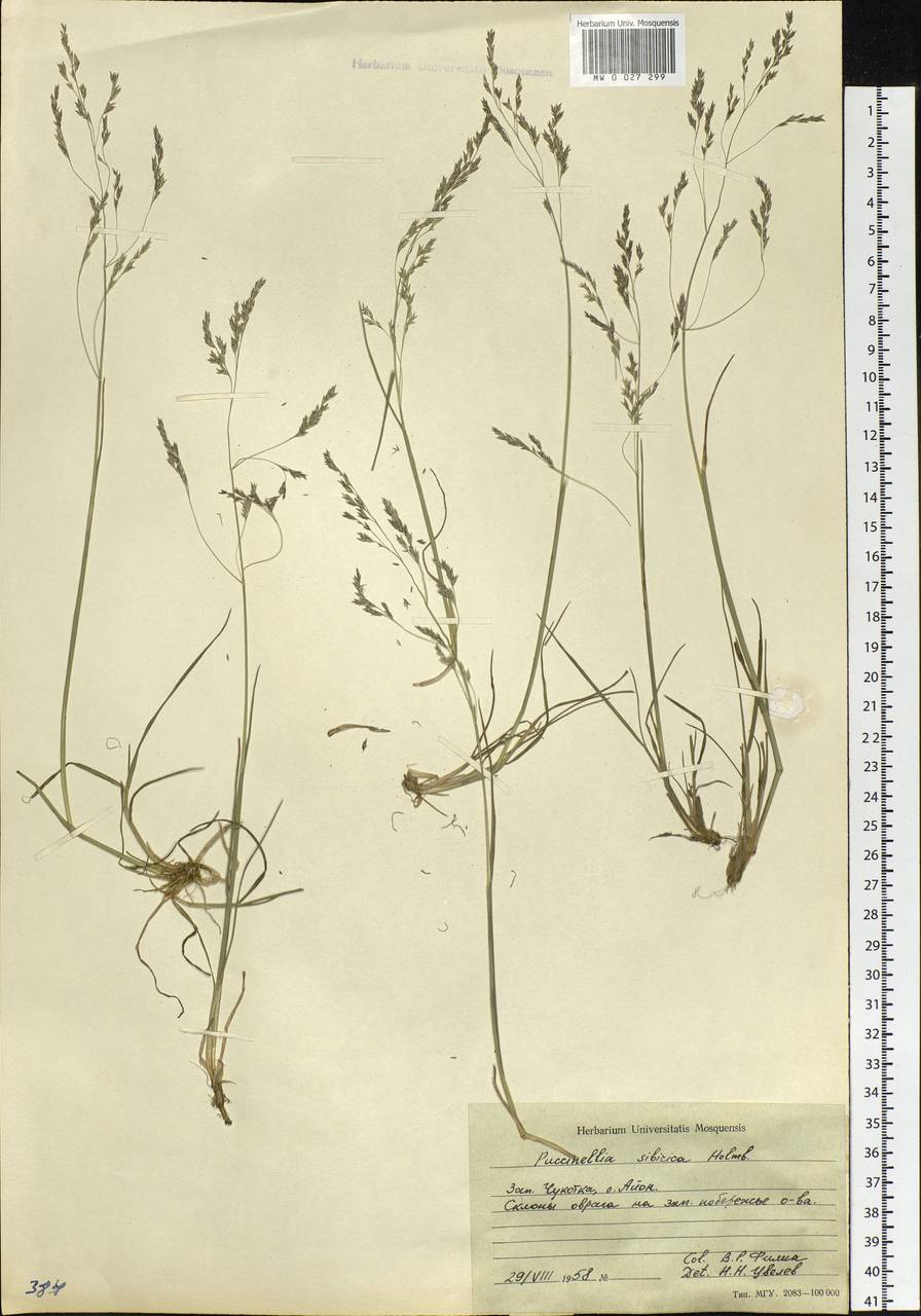 Puccinellia sibirica Holmb., Siberia, Chukotka & Kamchatka (S7) (Russia)