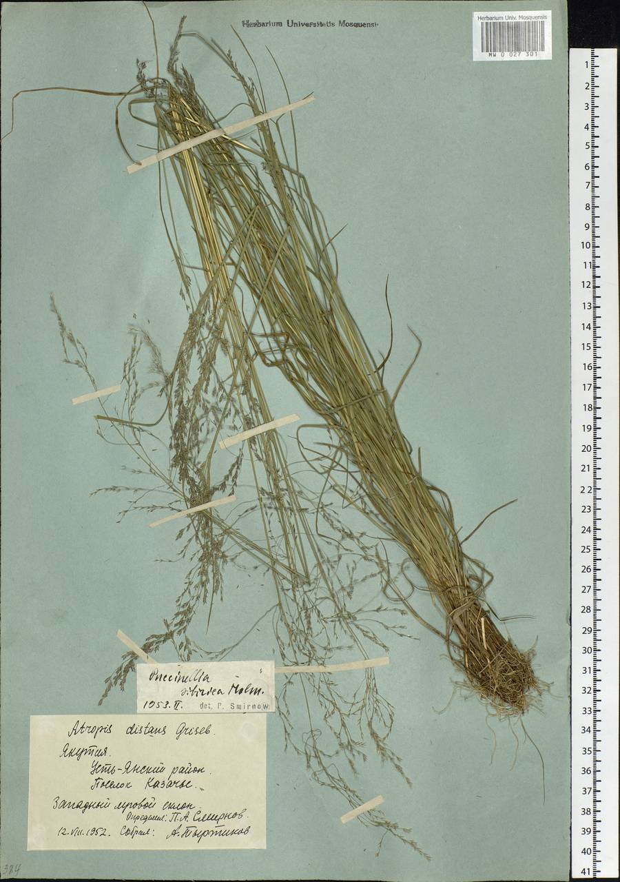 Puccinellia sibirica Holmb., Siberia, Yakutia (S5) (Russia)
