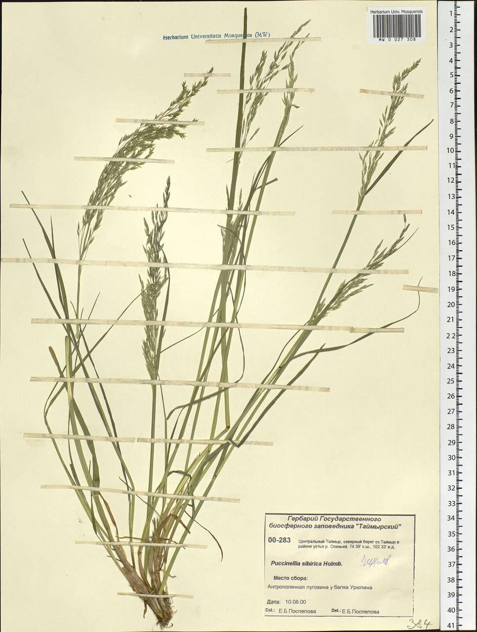 Puccinellia sibirica Holmb., Siberia, Central Siberia (S3) (Russia)