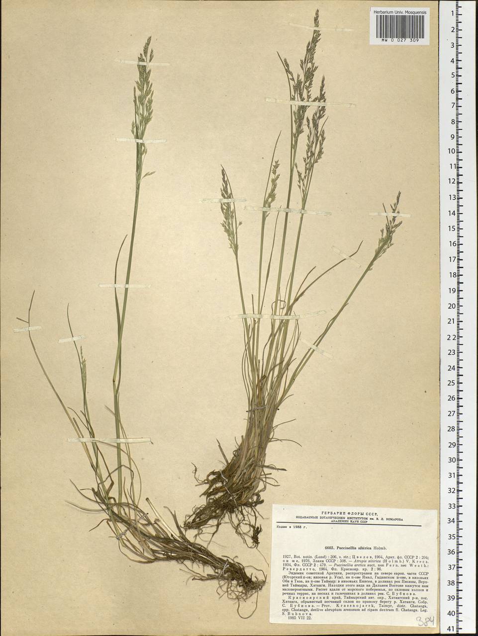 Puccinellia sibirica Holmb., Siberia, Central Siberia (S3) (Russia)