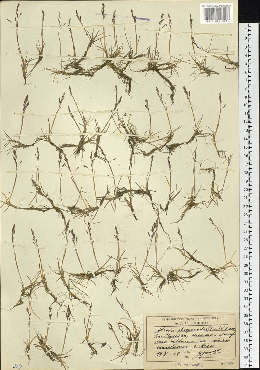 Puccinellia phryganodes (Trin.) Scribn. & Merr., Siberia, Chukotka & Kamchatka (S7) (Russia)