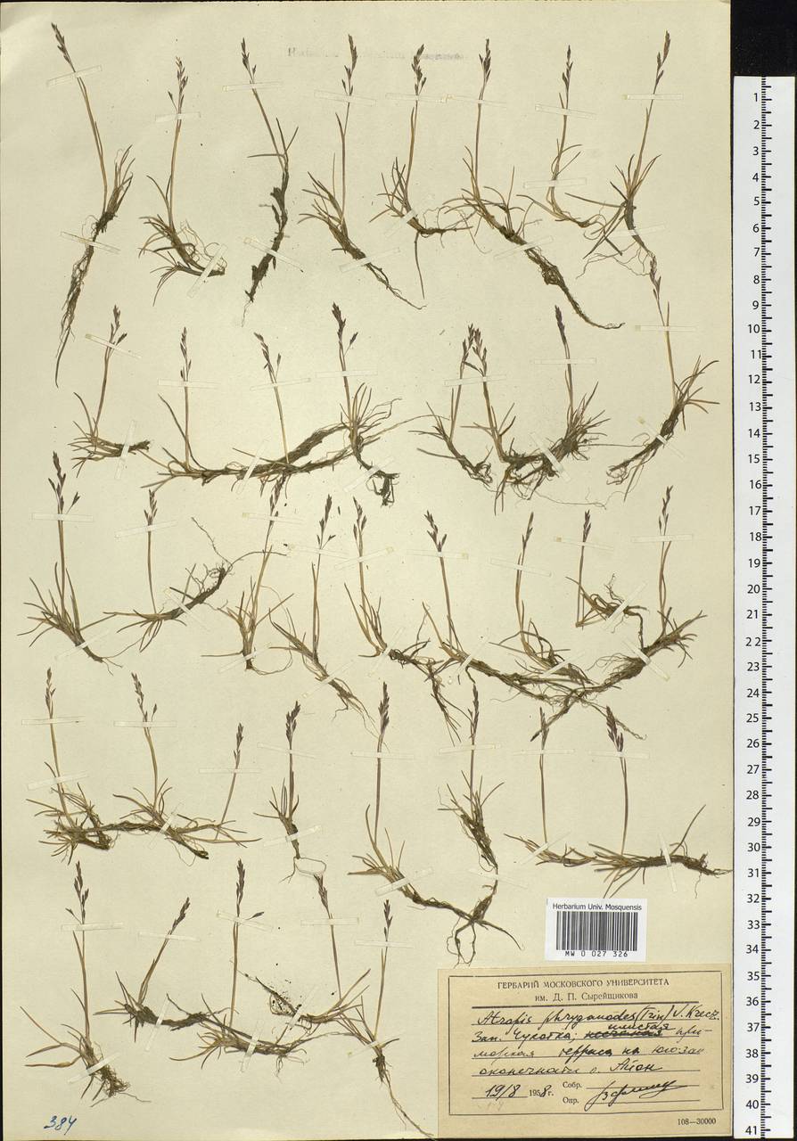 Puccinellia phryganodes (Trin.) Scribn. & Merr., Siberia, Chukotka & Kamchatka (S7) (Russia)