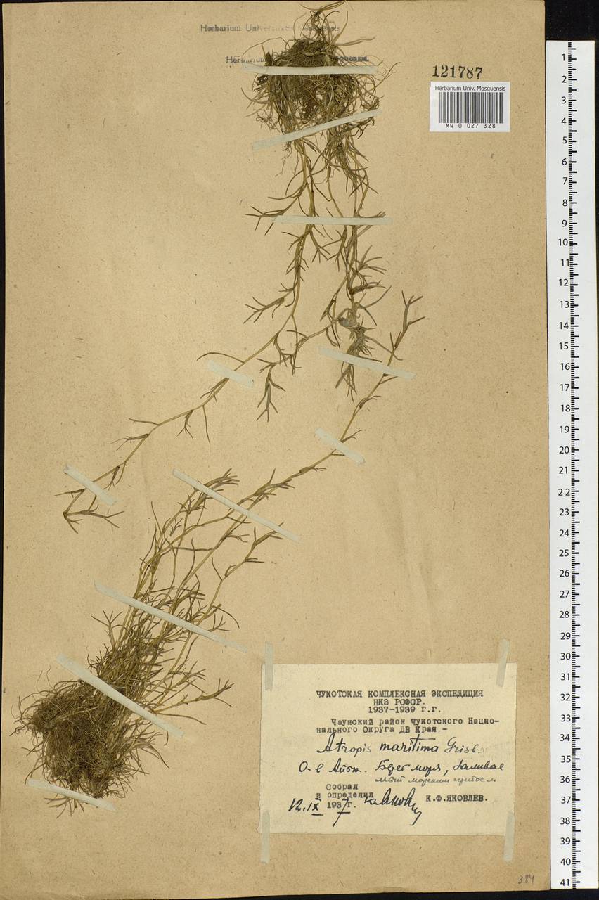 Puccinellia phryganodes (Trin.) Scribn. & Merr., Siberia, Chukotka & Kamchatka (S7) (Russia)