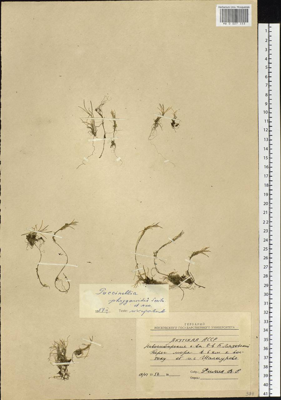 Puccinellia phryganodes (Trin.) Scribn. & Merr., Siberia, Yakutia (S5) (Russia)