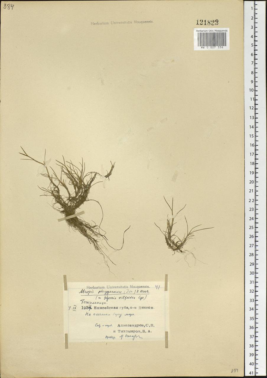 Puccinellia phryganodes (Trin.) Scribn. & Merr., Siberia, Central Siberia (S3) (Russia)