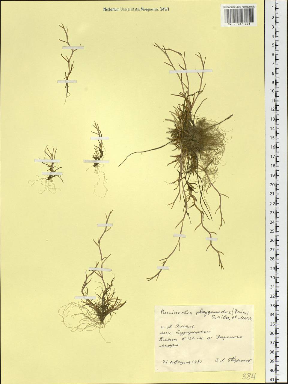 Puccinellia phryganodes (Trin.) Scribn. & Merr., Siberia, Western Siberia (S1) (Russia)