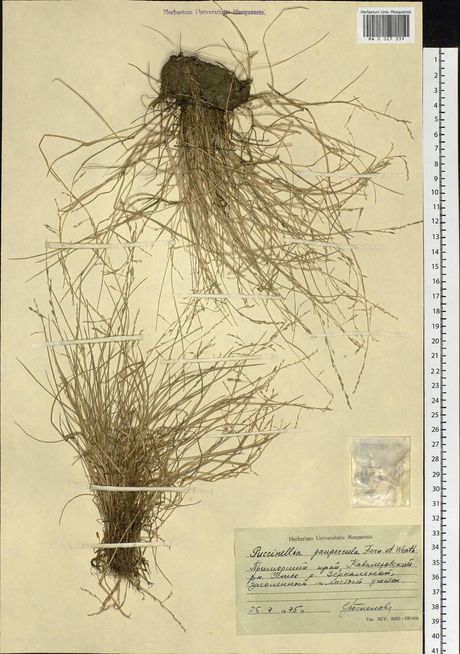 Puccinellia pumila (Macoun ex Vasey) Hitchc., Siberia, Russian Far East (S6) (Russia)