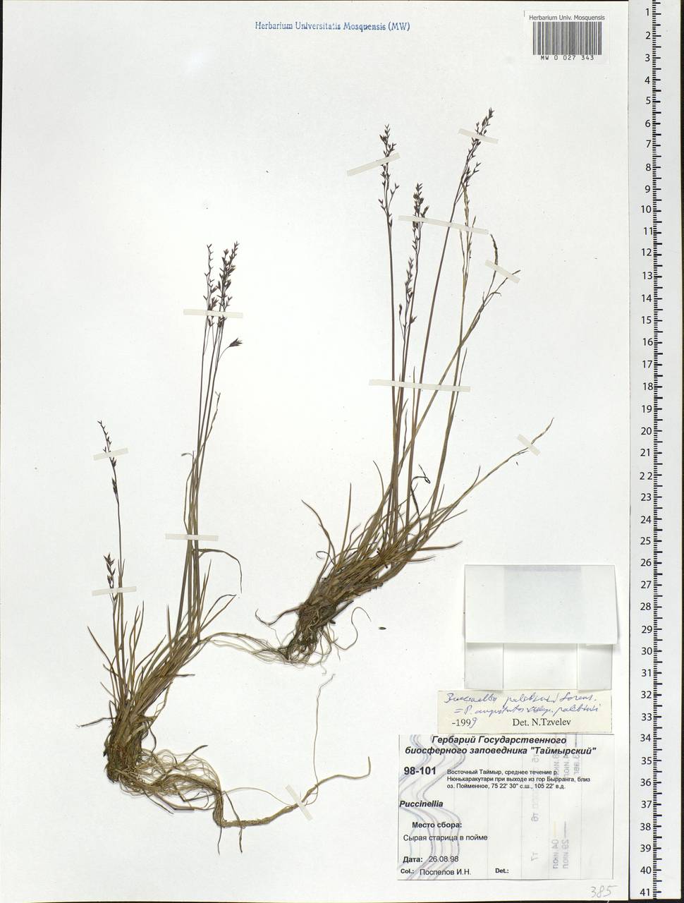 Puccinellia angustata (R.Br.) E.L.Rand & Redfield, Siberia, Central Siberia (S3) (Russia)