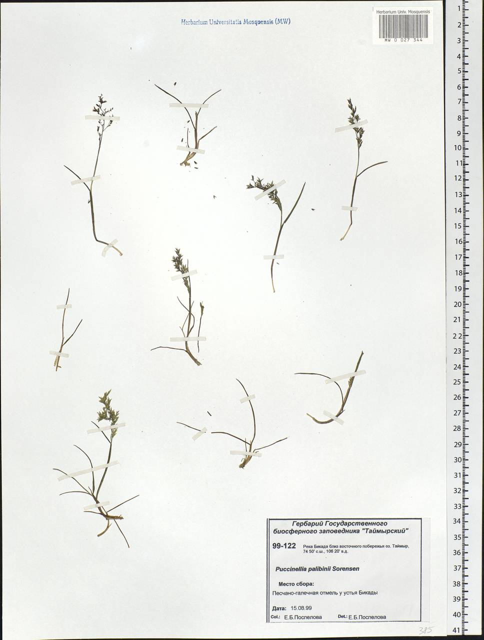 Puccinellia angustata (R.Br.) E.L.Rand & Redfield, Siberia, Central Siberia (S3) (Russia)