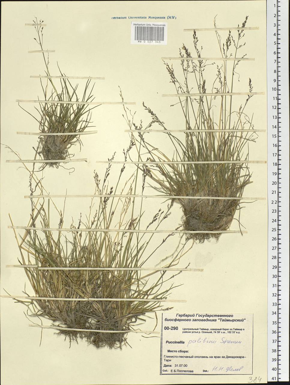 Puccinellia angustata (R.Br.) E.L.Rand & Redfield, Siberia, Central Siberia (S3) (Russia)