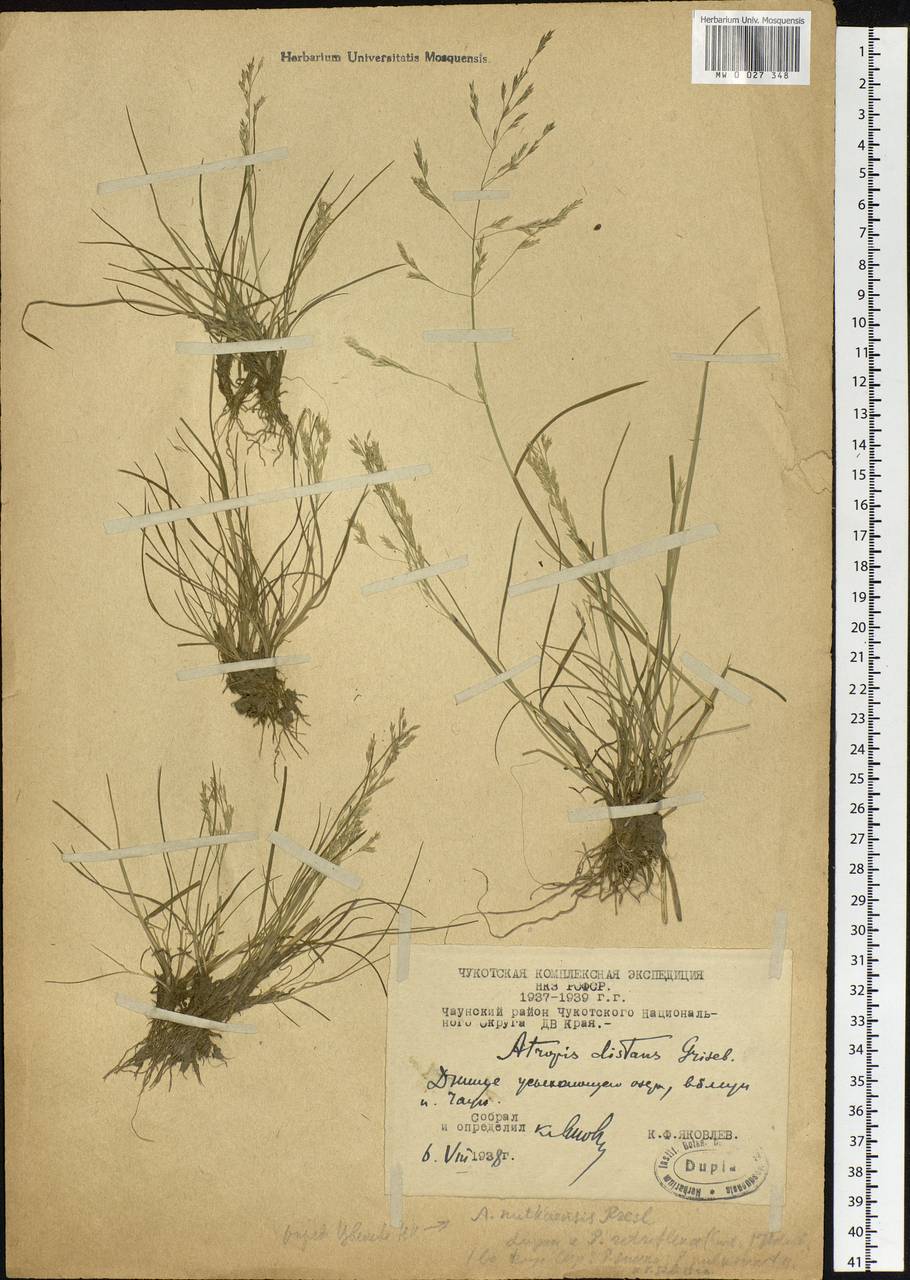 Puccinellia nutkaensis (J.Presl) Fernald & Weath., Siberia, Chukotka & Kamchatka (S7) (Russia)