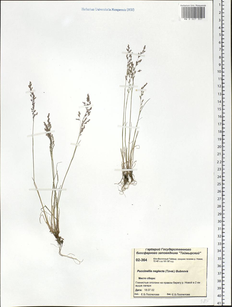 Puccinellia nuttalliana (Schult.) Hitchc., Siberia, Central Siberia (S3) (Russia)