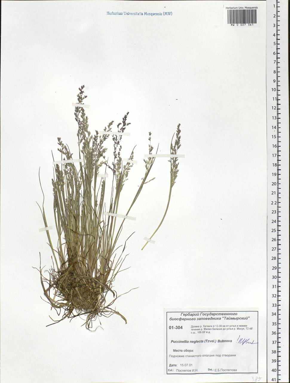 Puccinellia nuttalliana (Schult.) Hitchc., Siberia, Central Siberia (S3) (Russia)