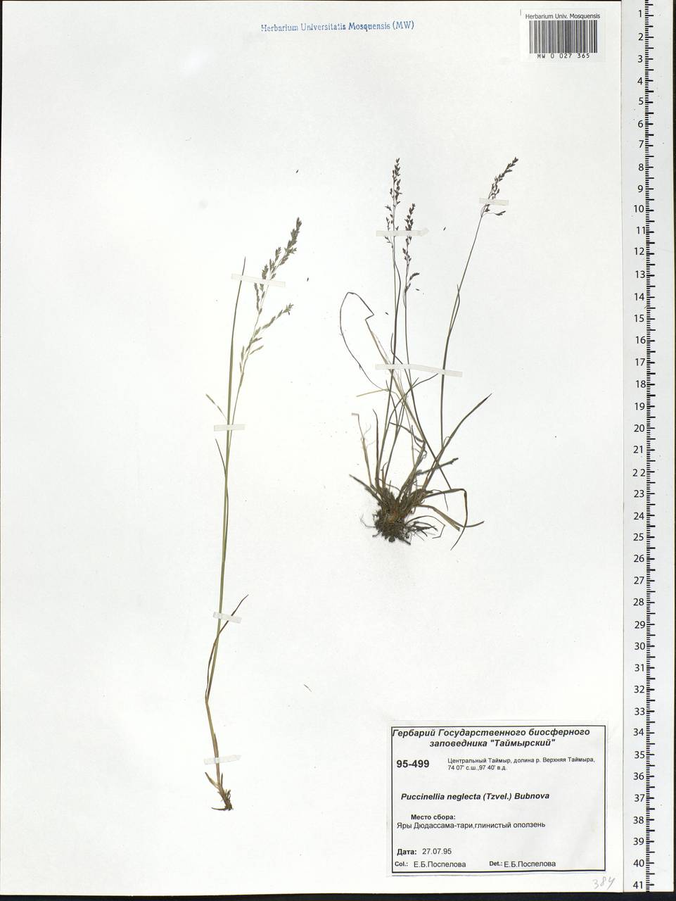 Puccinellia nuttalliana (Schult.) Hitchc., Siberia, Central Siberia (S3) (Russia)