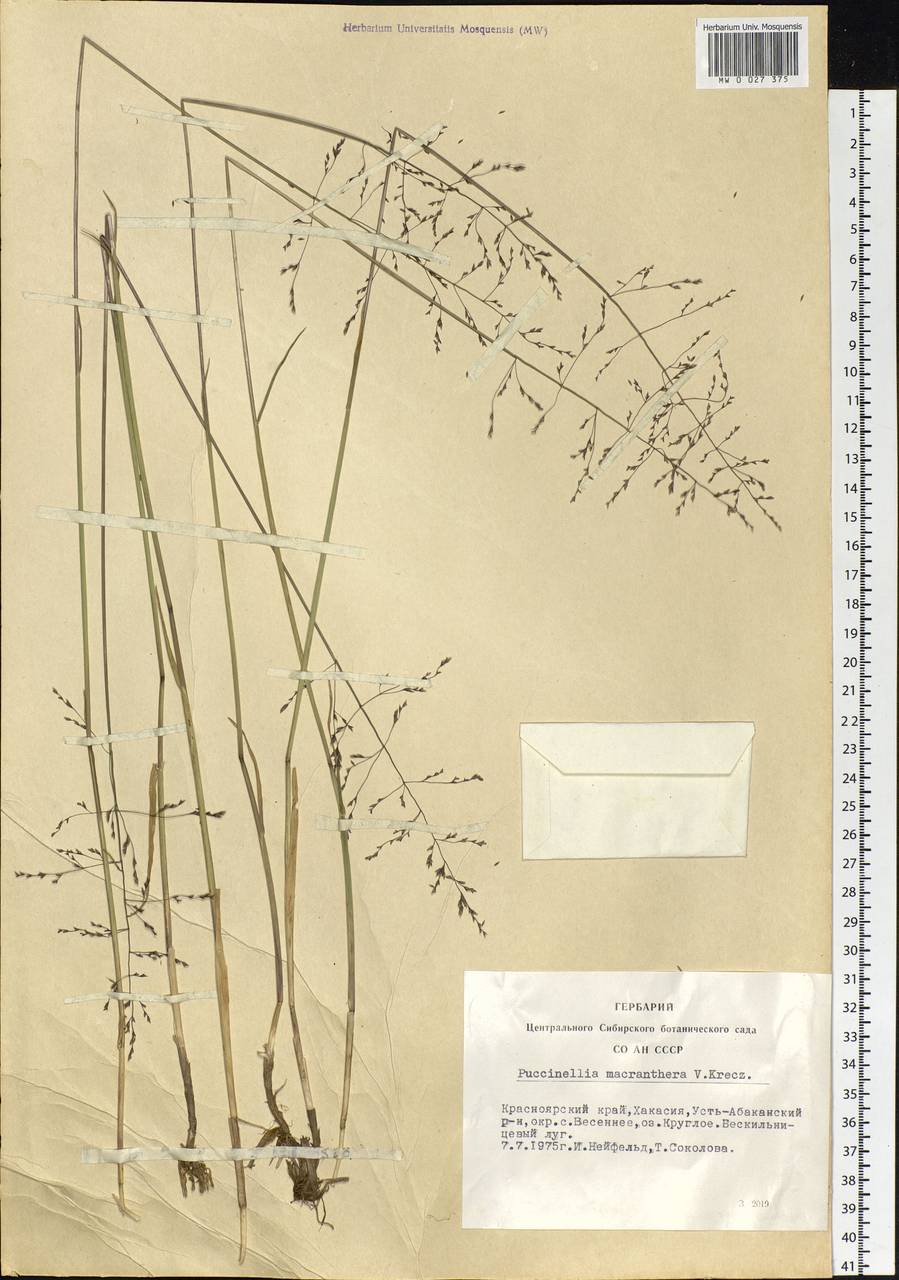 Puccinellia macranthera (V.I.Krecz.) Norl., Siberia, Altai & Sayany Mountains (S2) (Russia)