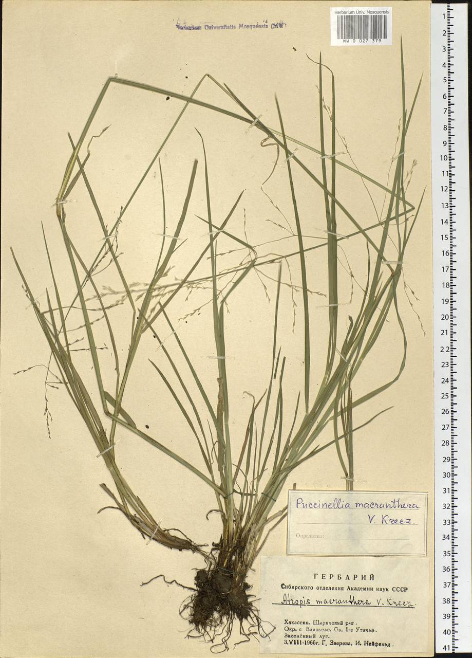 Puccinellia macranthera (V.I.Krecz.) Norl., Siberia, Altai & Sayany Mountains (S2) (Russia)