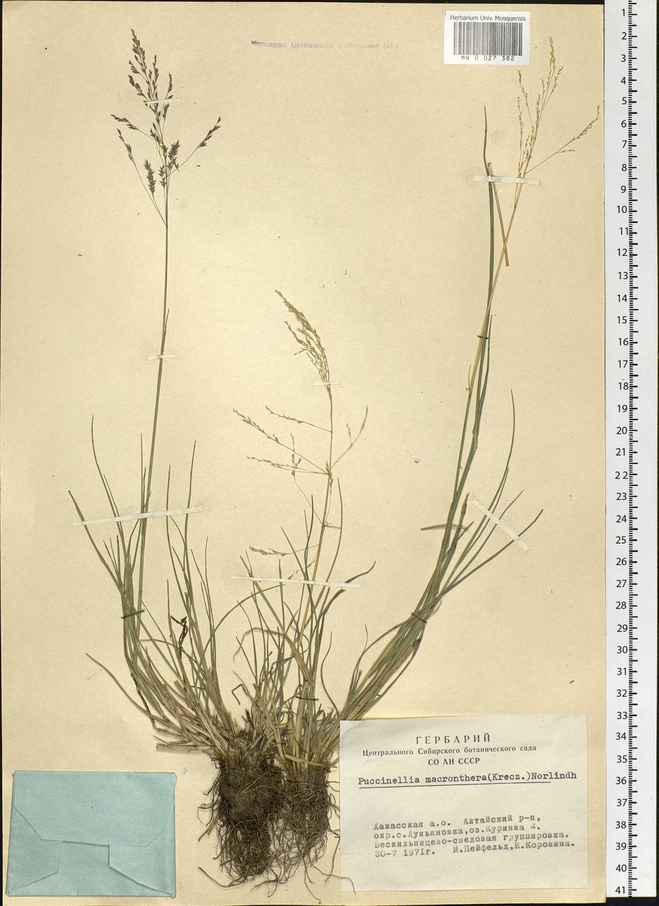 Puccinellia macranthera (V.I.Krecz.) Norl., Siberia, Altai & Sayany Mountains (S2) (Russia)