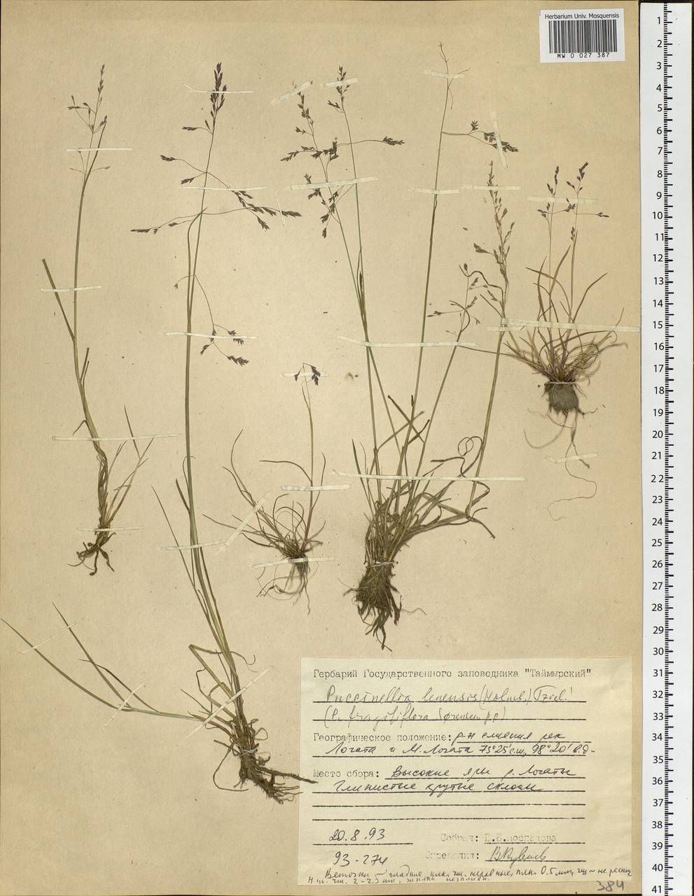 Puccinellia lenensis (Holmb.) Tzvelev, Siberia, Central Siberia (S3) (Russia)
