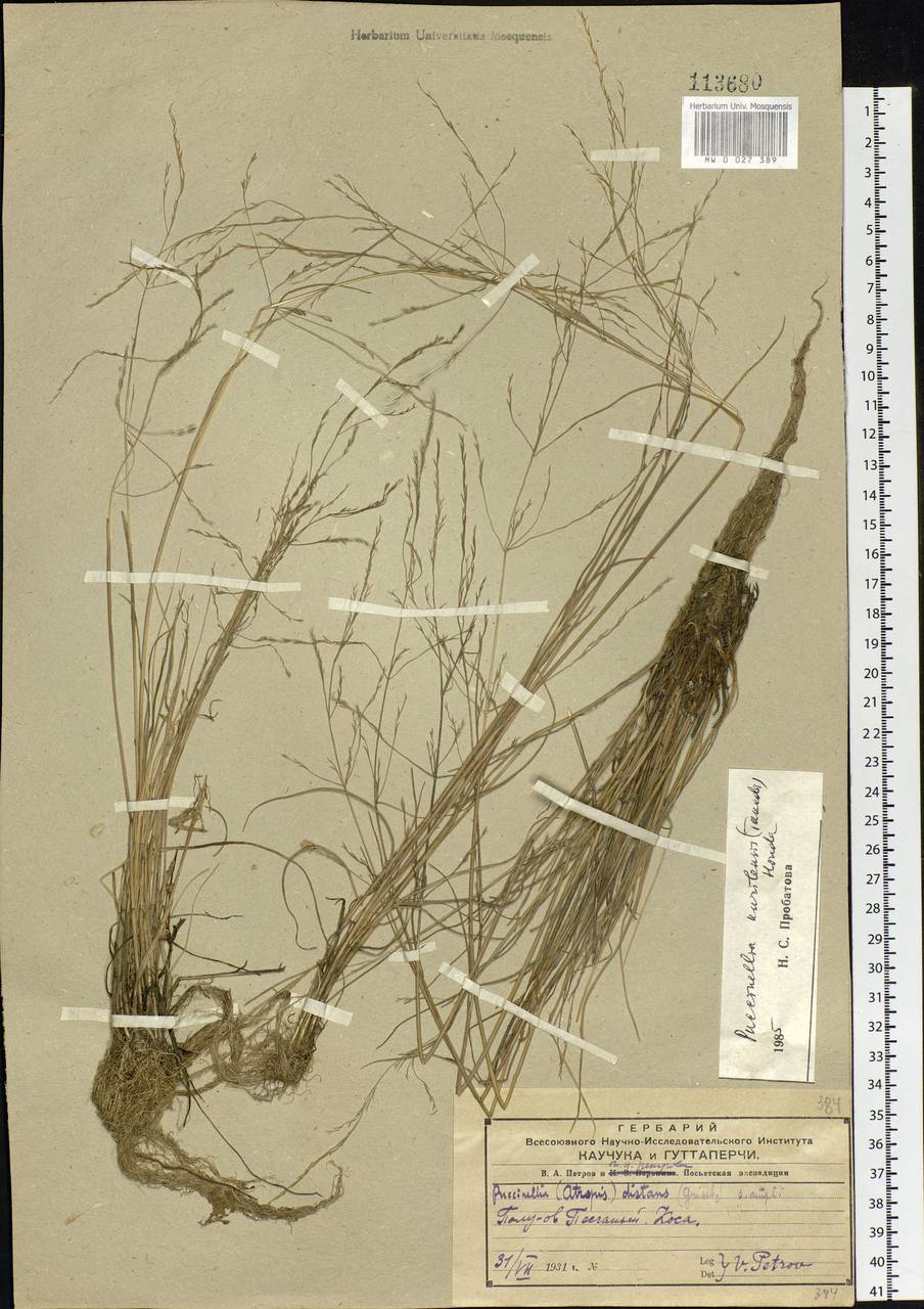 Puccinellia pumila (Macoun ex Vasey) Hitchc., Siberia, Russian Far East (S6) (Russia)