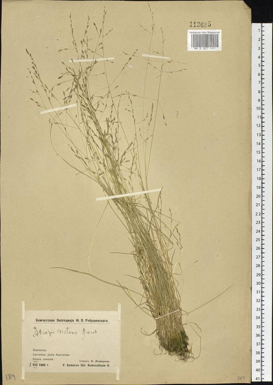 Puccinellia kamtschatica Holmb., Siberia, Chukotka & Kamchatka (S7) (Russia)