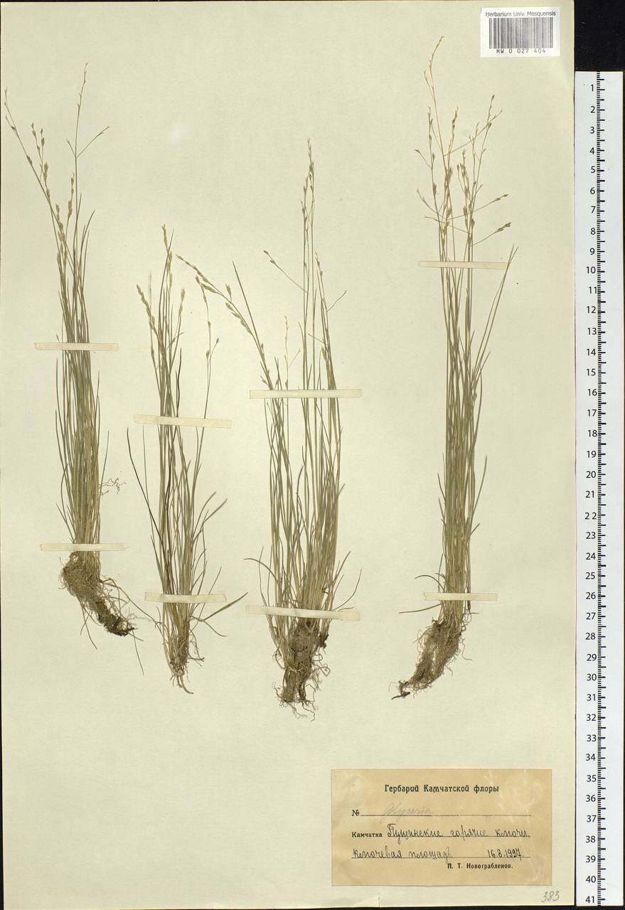 Puccinellia kamtschatica Holmb., Siberia, Chukotka & Kamchatka (S7) (Russia)