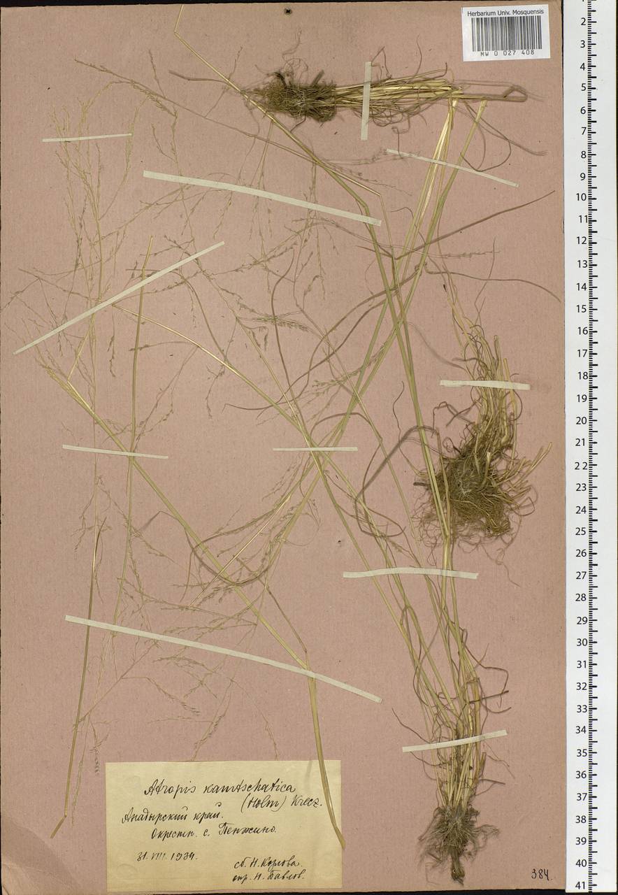 Puccinellia kamtschatica Holmb., Siberia, Chukotka & Kamchatka (S7) (Russia)