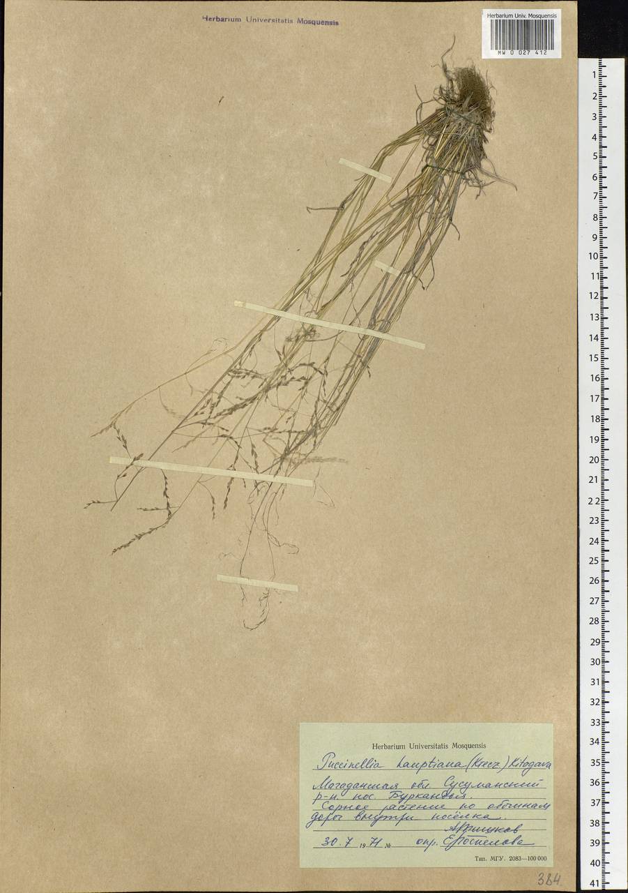 Puccinellia hauptiana (V.I.Krecz.) Kitag., Siberia, Chukotka & Kamchatka (S7) (Russia)
