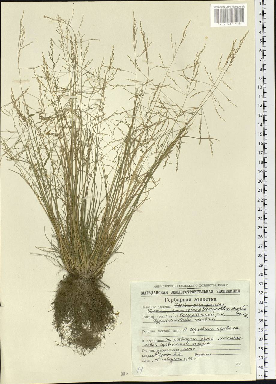 Puccinellia hauptiana (V.I.Krecz.) Kitag., Siberia, Chukotka & Kamchatka (S7) (Russia)
