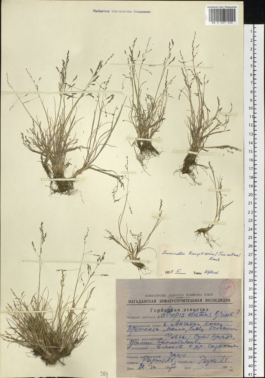 Puccinellia hauptiana (V.I.Krecz.) Kitag., Siberia, Chukotka & Kamchatka (S7) (Russia)