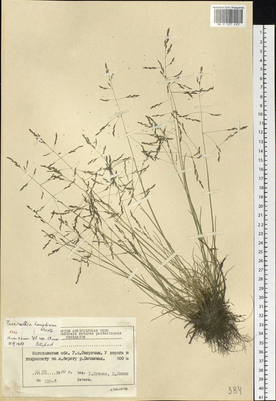 Puccinellia hauptiana (V.I.Krecz.) Kitag., Siberia, Chukotka & Kamchatka (S7) (Russia)