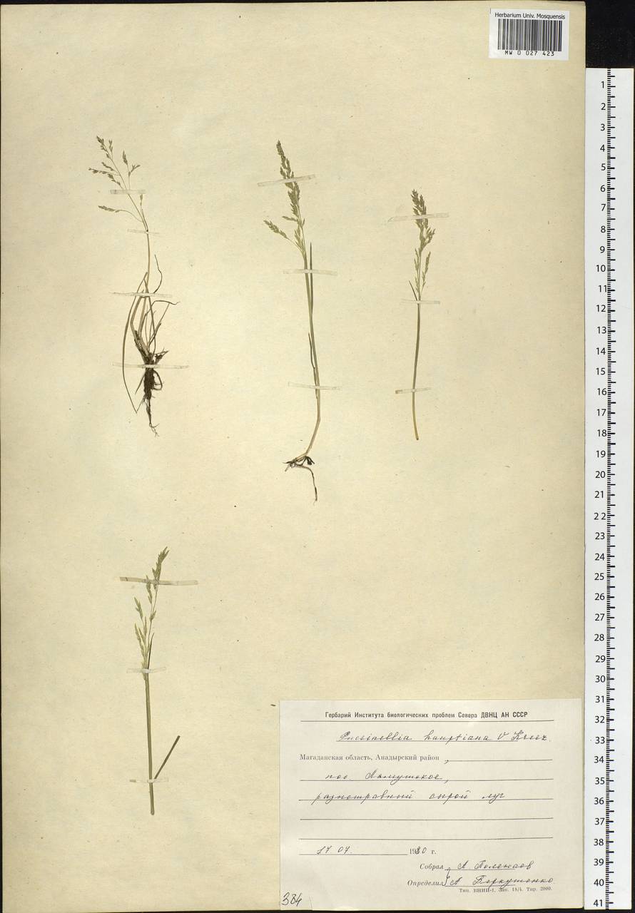 Puccinellia hauptiana (V.I.Krecz.) Kitag., Siberia, Chukotka & Kamchatka (S7) (Russia)