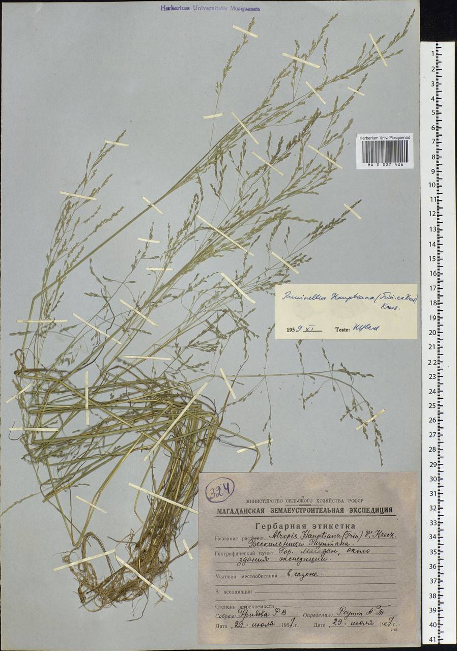 Puccinellia hauptiana (V.I.Krecz.) Kitag., Siberia, Chukotka & Kamchatka (S7) (Russia)
